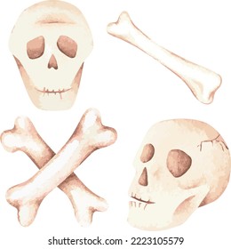 Skull and crossbones. Watercolor illustration.