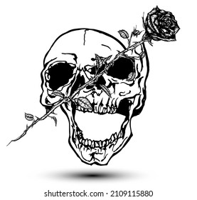 Skull cut in two by a rose. Hand drawn vector illustration in tattoo style. Black and white illustration.