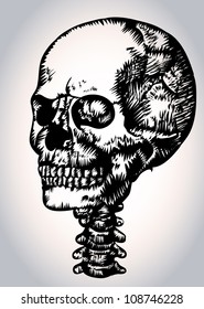 Skull of a dead man has menacing look. Cranial bones and cervical vertebras. Hand drawing.