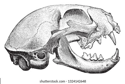 Skull of the domestic cat, vintage engraved illustration. From Deutch Vogel Teaching in Zoology.
