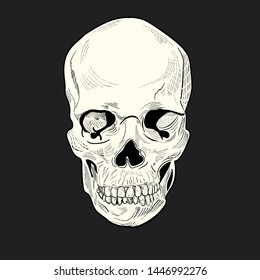 skull draw engraving vector illustration