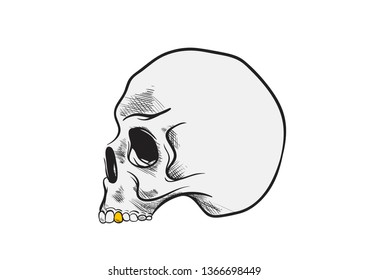 Skull draw with gold tooth.Tattoo. Pencil art. Vector