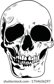 skull drawing illustration pirate vector
