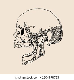 Skull drawing line on paper vector illustration.Sketch head bone art.Human skull draw