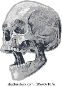 Skull drawing. Vector Helloween or Day of the Dead isolated illustration, grunge sketchy artwork