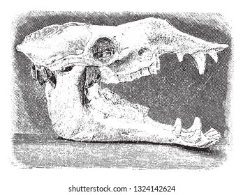 Skull of the Dromedary, vintage engraved illustration. From Deutch Vogel Teaching in Zoology.
