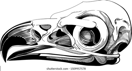 Skull Eagle. Hand-drawn illustration of skull. Vector illustration line drawing.