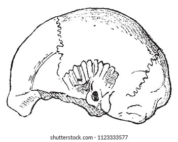 Skull of Engis, vintage engraved illustration. From Natural Creation and Living Beings.
