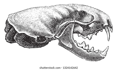 Skull of ermine, vintage engraved illustration. From Deutch Vogel Teaching in Zoology.
