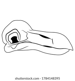 Skull of extinct bird dodo. (Raphus cucullatus). Black and white silhouette. Isolated vector illustration. 