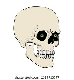 Skull with eyes vector illustration. Human head skeleton icon.