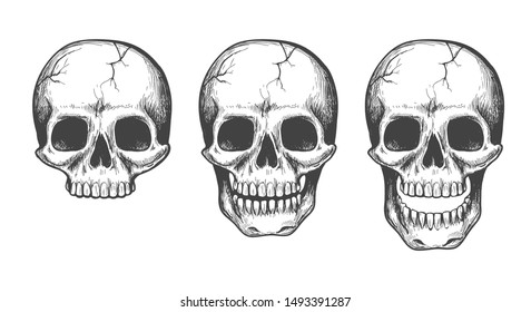 Skull face sketch isolated. Scary vectors skulls illustration with jaw for tattoo, anatomy or human skeleton face isolated on white background