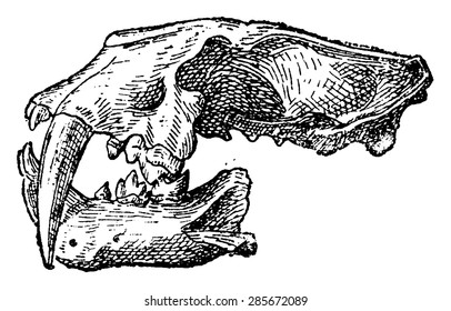 Skull of Felis Machairodus, vintage engraved illustration. Natural History of Animals, 1880.

