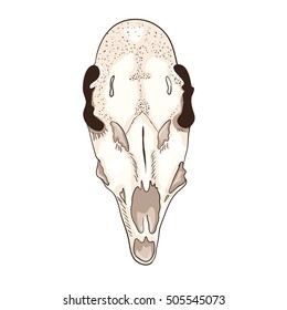 The skull of the female roe deer. Color vector illustration.