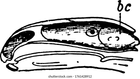 Skull of fire salamander, Salamandra maculosa species, with an eye-like spot and its parts labelled, vintage line drawing or engraving illustration.