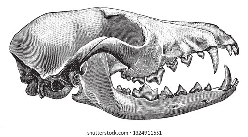 Skull of the fox, vintage engraved illustration. From Deutch Vogel Teaching in Zoology.
