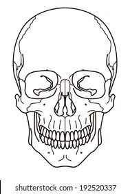 Skull front 