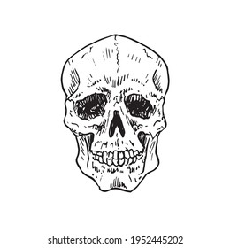 Skull frontal view, gravure style hand drawn vector ink drawing illustration