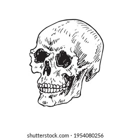 Skull frontal view, gravure style hand drawn vector ink drawing illustration