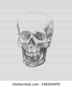 Skull full face from digital lines on white background.