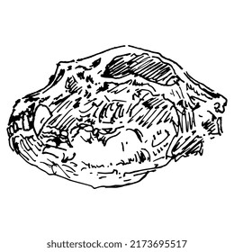 Skull of a giant short faced bear. Extinct North American animal. Tremarctinae. Hand drawn linear doodle rough sketch. Black silhouette on white background.