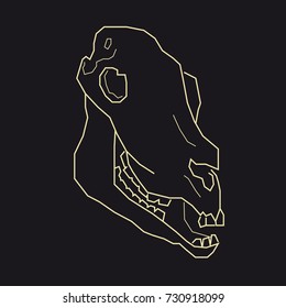 Skull of a goat