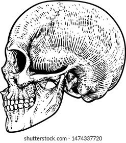 A skull graphic. Original illustration in a vintage engraving woodcut etching style.
