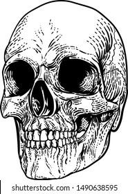 A skull graphic. Original illustration in a vintage engraving woodcut etching style.
