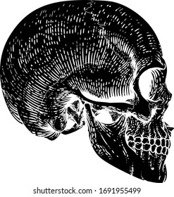 A skull graphic. Original illustration in a vintage engraving woodcut etching style.
