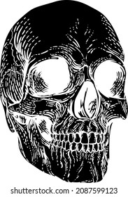 A skull graphic. Original illustration in a vintage engraving woodcut etching style.
