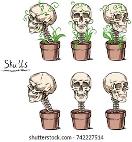 Skull  Growing in