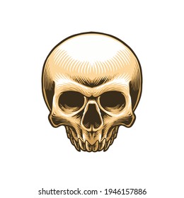 Skull half hand drawn vector