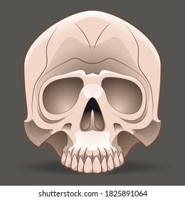 Skull, halloween themed decoration. Death symbol. Vector isolated illustration.