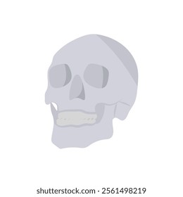 Skull, Halloween Vector Illustration, Isolated