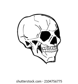 Skull Hand drawing. Skeleton head. vector illustration