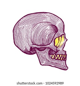 Skull Hand drawn Line art. Hatching Illustration. Isolated Vector. Complementary color purple and yellow