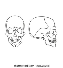 Skull hand drawn, vector illustration