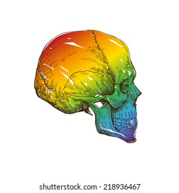 Skull hand drawn, vector illustration