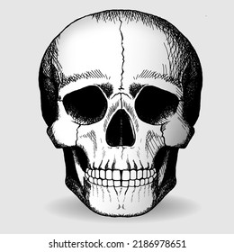 Skull hand-drawn drawing. Vector illustration.