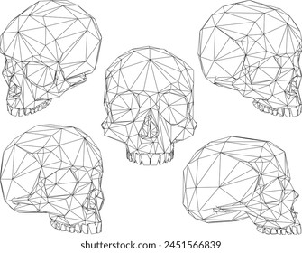 skull head bone plyline drawing vector design sketch illustration