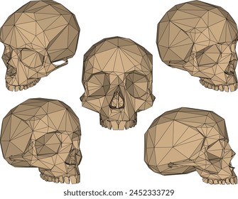 skull head bone plyline drawing vector design sketch illustration