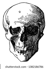 Skull Head was a design found on the shield of death or tombs and often represented over two crossed bones, vintage line drawing or engraving illustration.