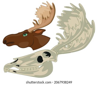 Skull and head moose on white background is insulated