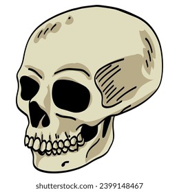 Skull Head Skeleton Doodle Drawing Vector Illustration