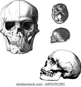 Skull head. Skull skeleton fossil. Illustration vector style.