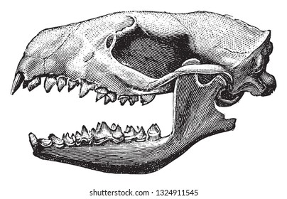 Skull of the hedgehog, vintage engraved illustration. From Deutch Vogel Teaching in Zoology.
