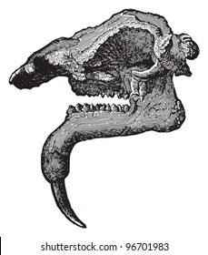 Skull Hoe tusker - Deinotherium giganteum (Tertiary period) / Vintage illustration from Meyers Konversations-Lexikon 1897