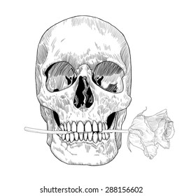 Skull holding rose in his the mouth. Vector hand drawn illustration for Day of the Death.