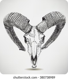 Skull with horns. Mouflon, hand drawing, vector illustration.