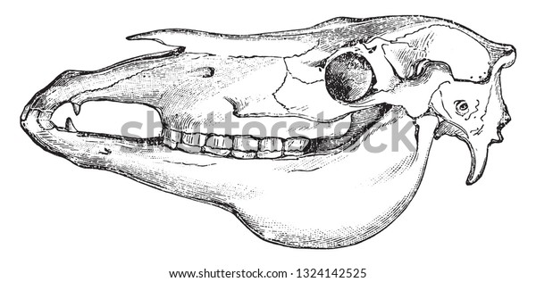 馬の頭蓋骨 ビンテージ彫刻イラスト 動物学でのデイッチ ヴォーゲル教授から のベクター画像素材 ロイヤリティフリー